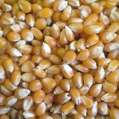 Maïs grains 25 kg