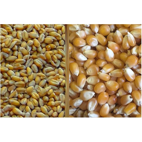 Mélange blé-maïs 25 kg