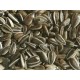 graines de tournesol strie 25 kg